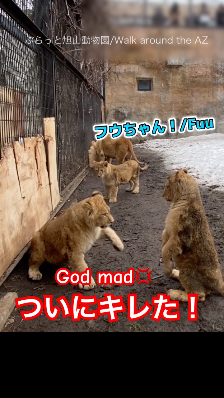 イライラ虫/Grumpy monster＃ライオン #オリトイオイトフウレイ