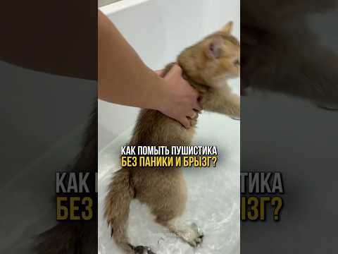 Как помыть котика без паники и брызг?🧼🐈🛁