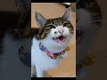 怒る猫、パパだけ下僕扱い…#shorts