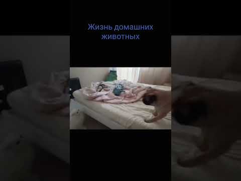 кот и пёс #котики #мопс #pug  #собака #дейзи #pugdeizi