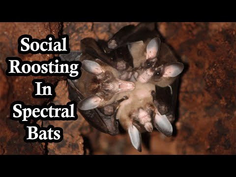 Spectral Bats Have A Softer Side