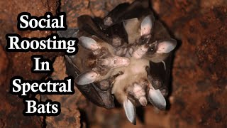 Spectral Bats Have A Softer Side
