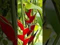 Hummingbird 120fps 🌺 | Ambient Nature Short
