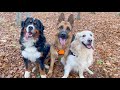 Bernese Mountain Dog with friends walk in the autumn forest