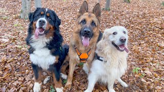 Bernese Mountain Dog with friends walk in the autumn forest