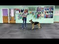 Ziva - Loose Leash Walking, Front, Finish/Side, Play to Reinforce, Build Behaviors/Skills