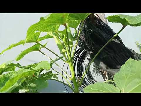 garden tour!