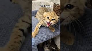 Serval × Chausie F1. #SavannahMonarchy #wildcats #ExoticCats #savannahf1 #SavannahCats