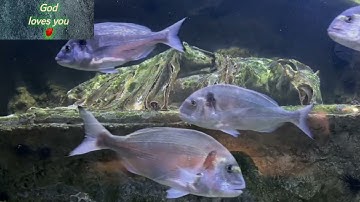 صوت كأنه من الجنه 🌹تلاوه نادره آيات كله موعظة ❤️