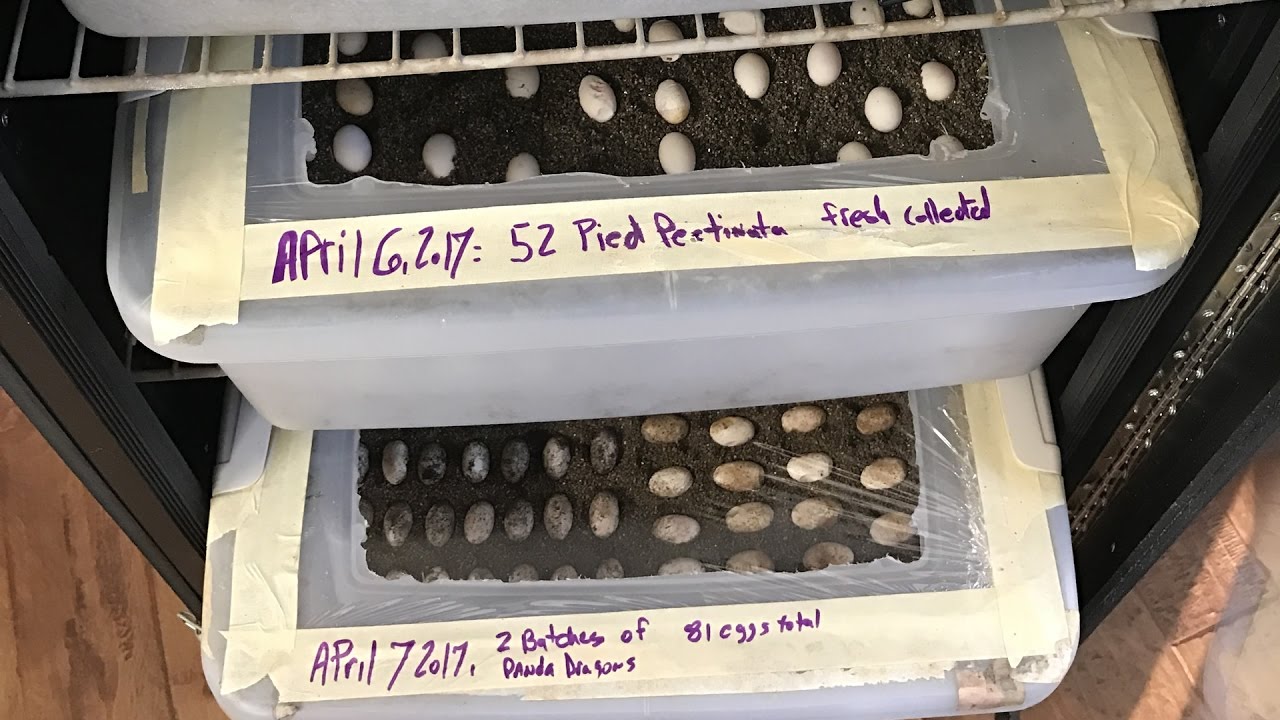 tarantula spider Tons of Pied Pectinata Eggs