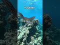 hurghada underwater 30/4/26