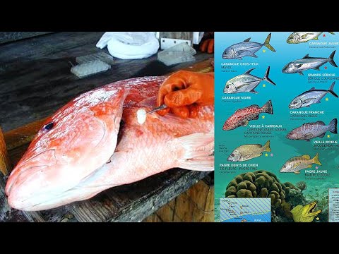 فيديو: كيفية تحديد عمر الأسماك