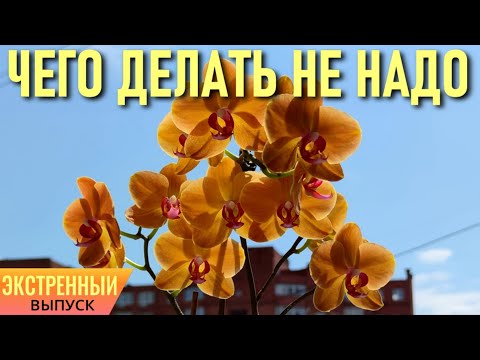 ЭКСТРЕННЫЙ ВЫПУСК! ЧЕГО НЕ НАДО ДЕЛАТЬ С ОРХИДЕЯМИ, ЕСЛИ ВЫ НОВИЧОК! КРАТКИЙ ИНСТРУКТАЖ ДЛЯ НОВИЧКОВ