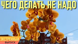 ЭКСТРЕННЫЙ ВЫПУСК! ЧЕГО НЕ НАДО ДЕЛАТЬ С ОРХИДЕЯМИ, ЕСЛИ ВЫ НОВИЧОК! КРАТКИЙ ИНСТРУКТАЖ ДЛЯ НОВИЧКОВ