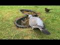 I made a Small Pond For The Birds and This Happened!