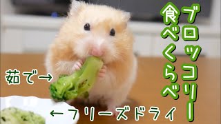 【どっちが好き？】茹でブロッコリーとフリーズドライを食べ比べるキンクマハムスター