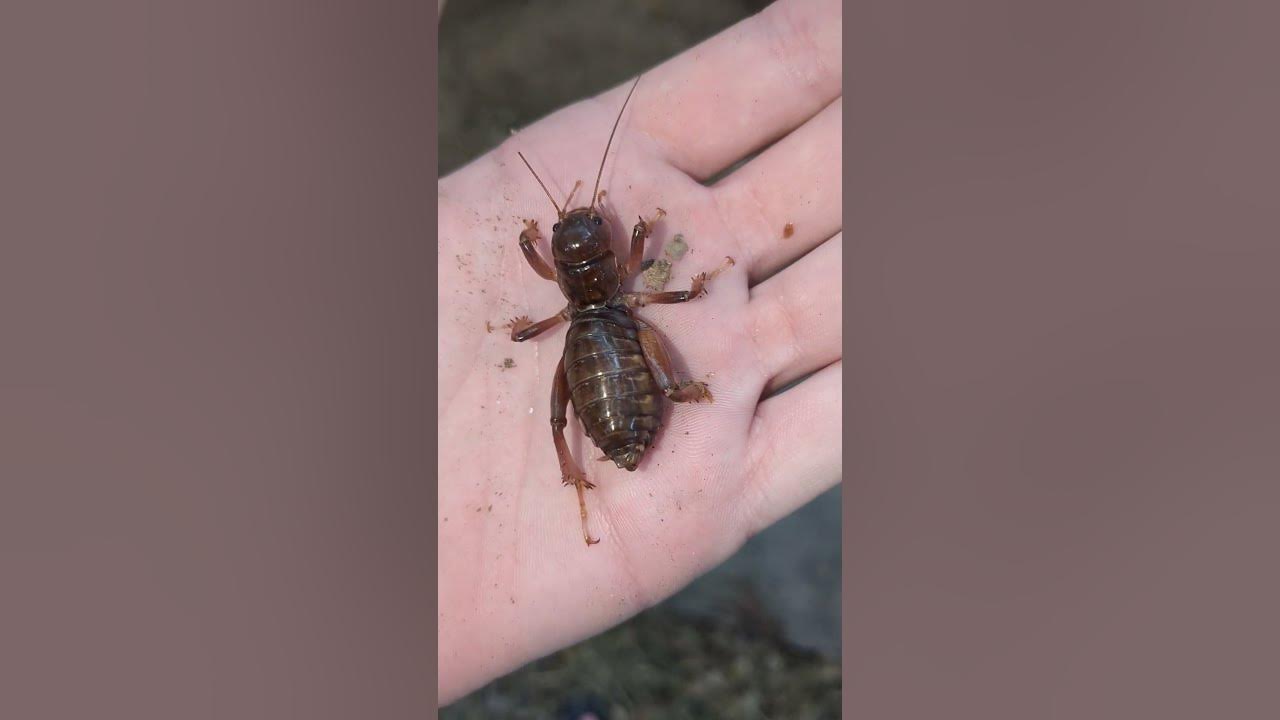 Potato Bugs Are Friendly YouTube