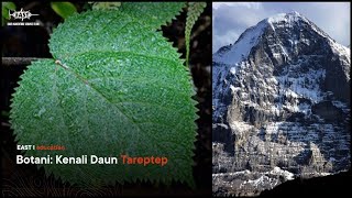 DAUN TAREPTEP SERTA BAHANYA || EIGER KNOWLEDGE