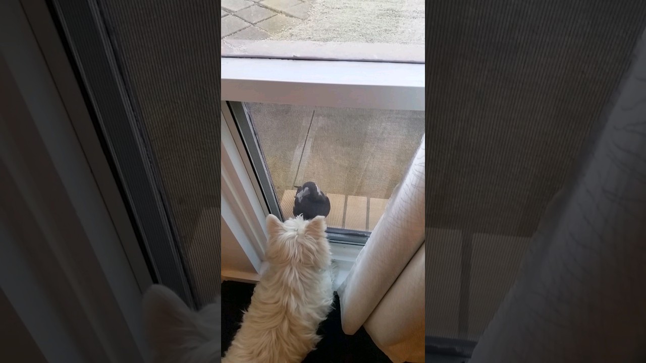 When dog meets bird!