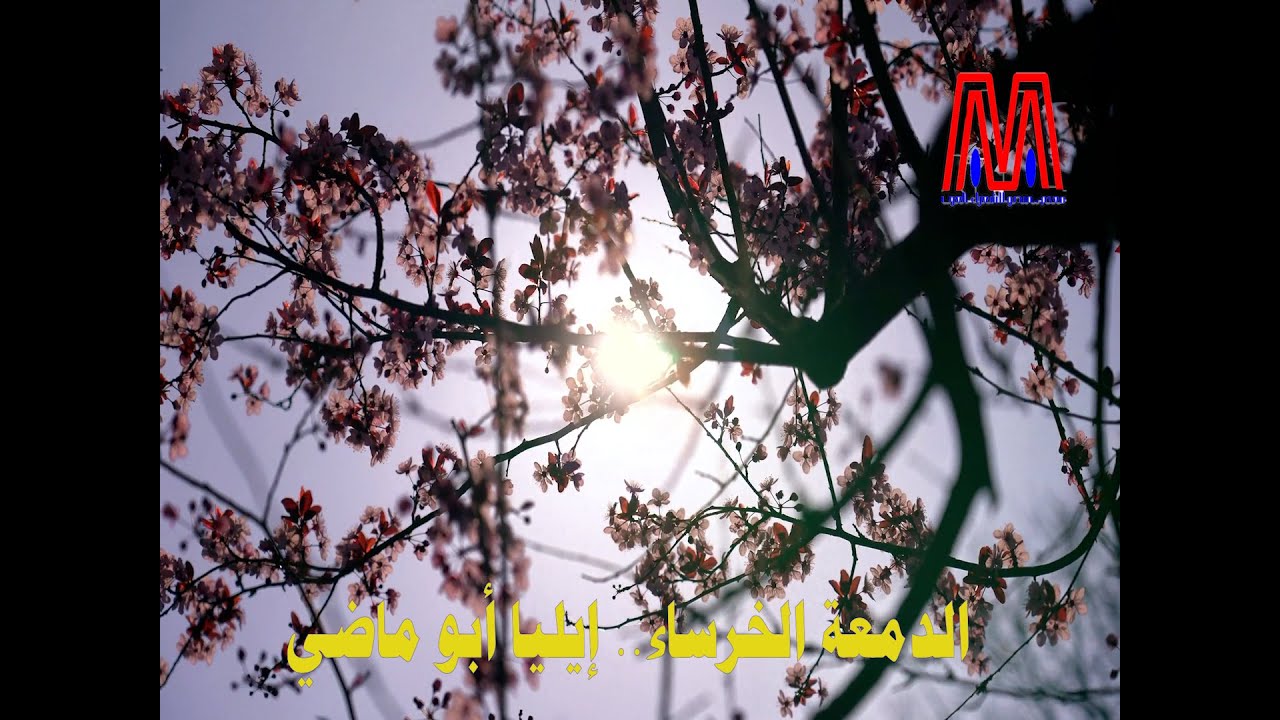 الدمعة الخرساء.. رائعة إيليا أبو ماضي