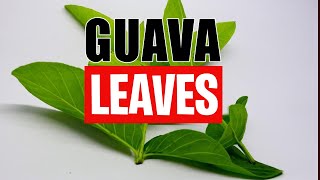 15 Health Benefits Of Guava Leaves That You Should Know