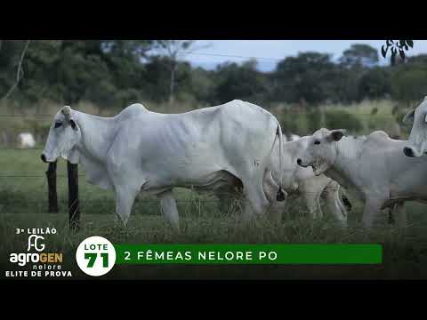 LOTE 71