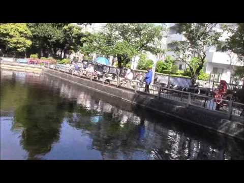 東京都目黒区立清水池公園ーつり掘りの大きな池に大木のあるステキな公園 - YouTube 前坂俊之チャンネル