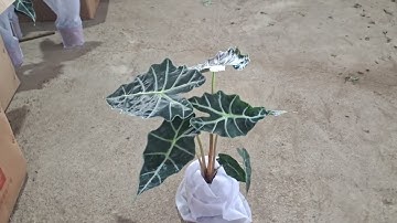 Bán buôn bán lẻ cây môn quan âm 0977973535