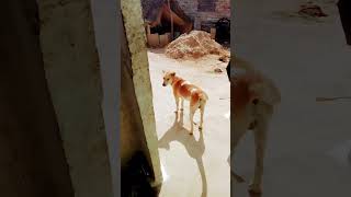 Yar Tero Hai Gangster Mujhko Kiya Mar Babegi