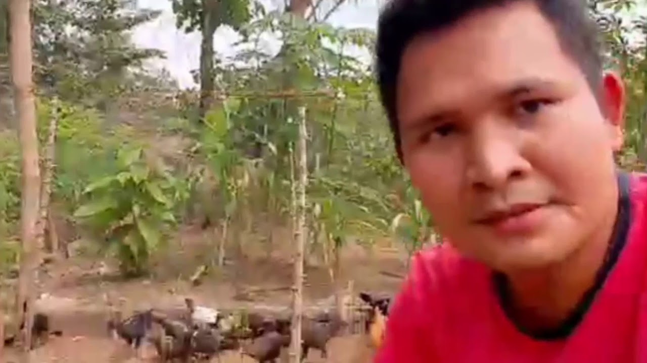 Usaha Ternak Ayam 