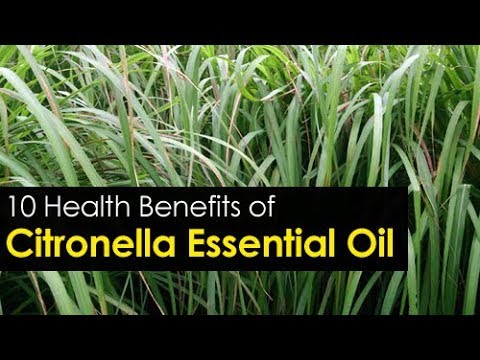 10 Citronella Essential Oil Benefits and its Uses