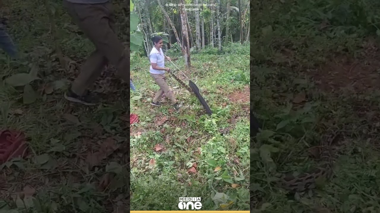 'ഇതിന്റെ വായ തുറന്നിരിക്കുന്നതാണ് ഞാൻ കണ്ടത്; മാറി നിന്നില്ലെങ്കിൽ ചാടി കടിക്കും'...
