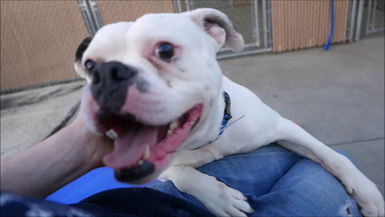 Snoop 27281 | Cutest Underbite Around NYCACC