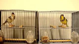 American Singers Canary