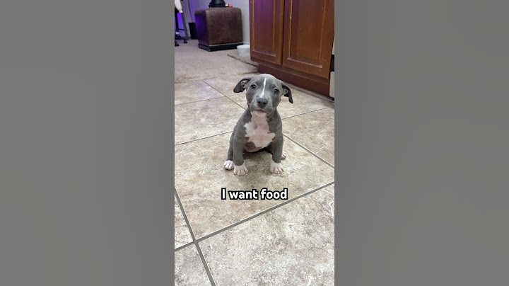 Always hungry 😋 #puppy #cutepuppy #shorts