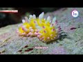 Shikoku’s underwater paradiseーNHK WORLD-JAPAN NEWS