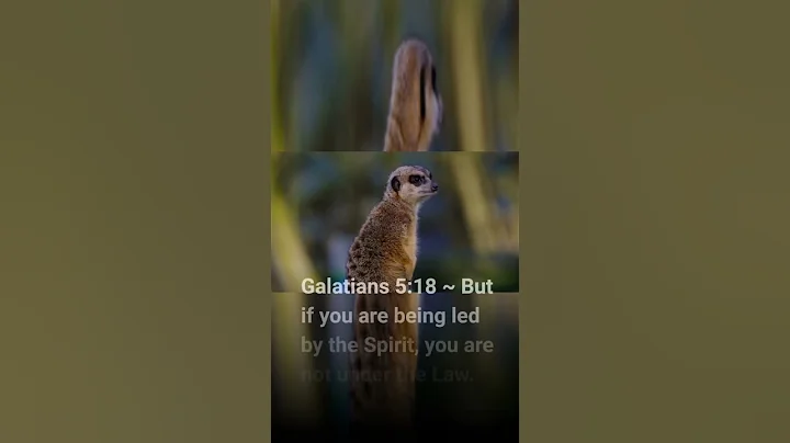 #god #jesus #bible #faith #love #peace #hope #shorts #joy #trust #good #freedom #grace #life #wisdom