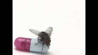 Red Hot Chili Peppers - Police Station