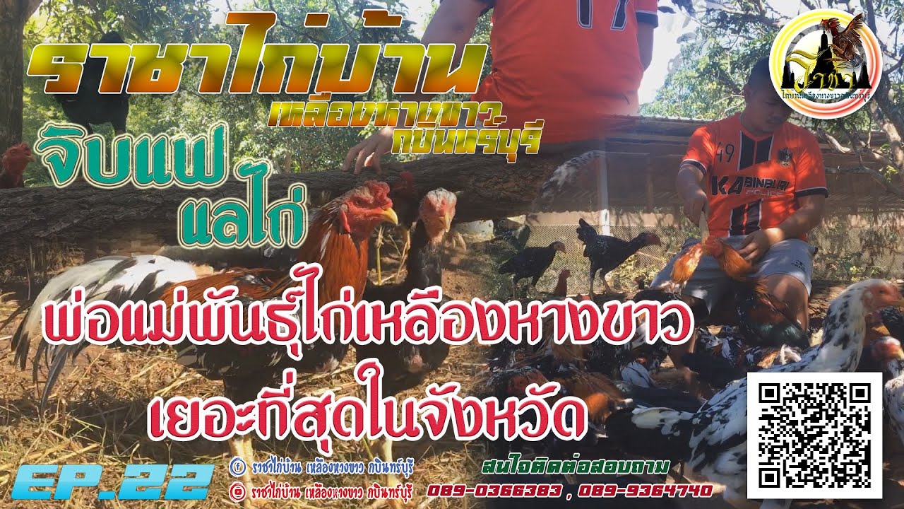 EP.22 จิบแฟแลไก่ไปดู พ่อแม่พันธุ์ไก่เหลืองหางขาวเยอะที่สุด lll ราชาไก่บ้าน เหลืองหางขาวกบินทร์บุรี