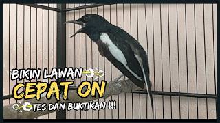 Suara Burung Kacer Bikin Lawan Emosi Gacor, Pancingan Kacer Agar Cepat Emosi Gacor