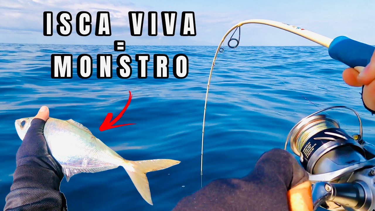 USAMOS UMA ISCA VIVA EM ALTO MAR ATRÁS DE GRANDES PEIXES E O RESULTADO FOI SURPREENDENTE!!