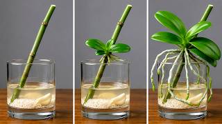 🌸Once You Know This Secret, You Can Propagate Any Orchid