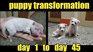 Puppy Growth ( Day 1 to Day 45 )#indianspitz