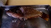さばき方 ベラ 三枚おろし 実は美味しい 釣り Youtube