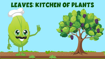 Why leaves are called kitchen of the plants? - Structure of a Leaf - Video for Kids #education
