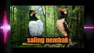 Jalak suren ribut gacor pasti yang lain ikut ribut paling di cari