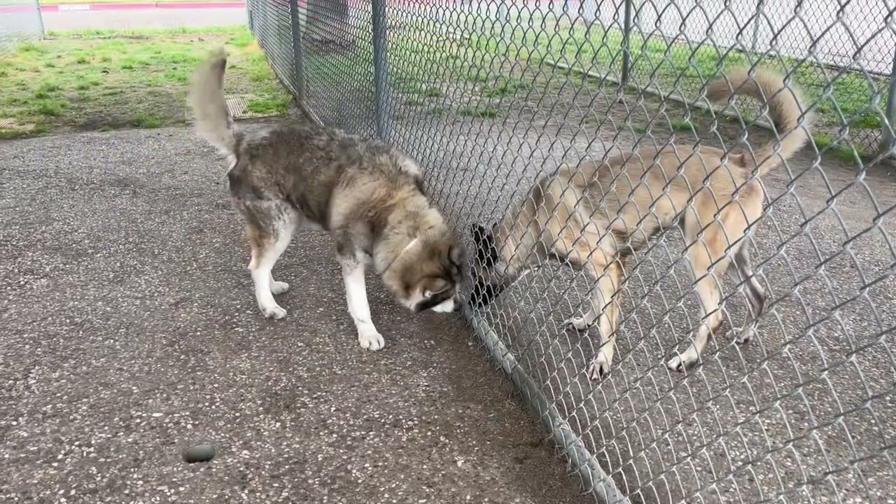 Hunter (A2000127) and Patton (A1999606 ) saying hello.