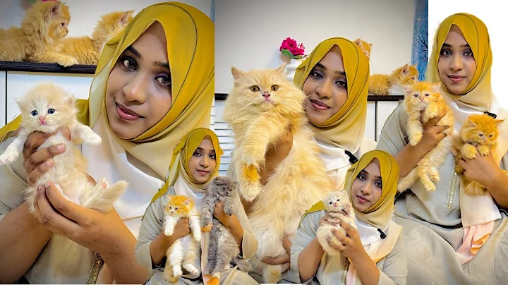 Watch the video about Rauf Cattery | Cute Persian Kittens | Quality Kittens in best price in Chennai