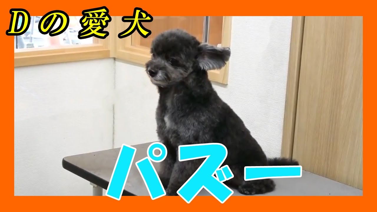 ブリーフ団Dの愛犬パズーPart2 - YouTube