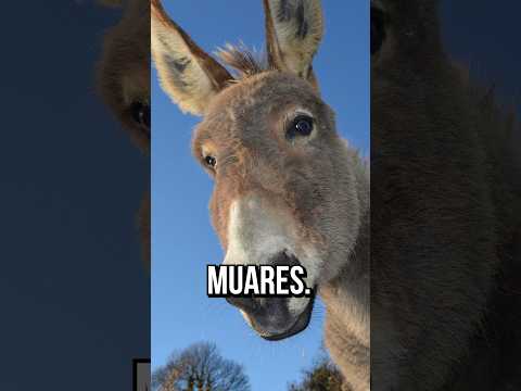Vídeo: O que é um burro em um navio?